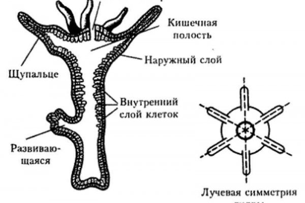 Кракен ссылки тор рабочая